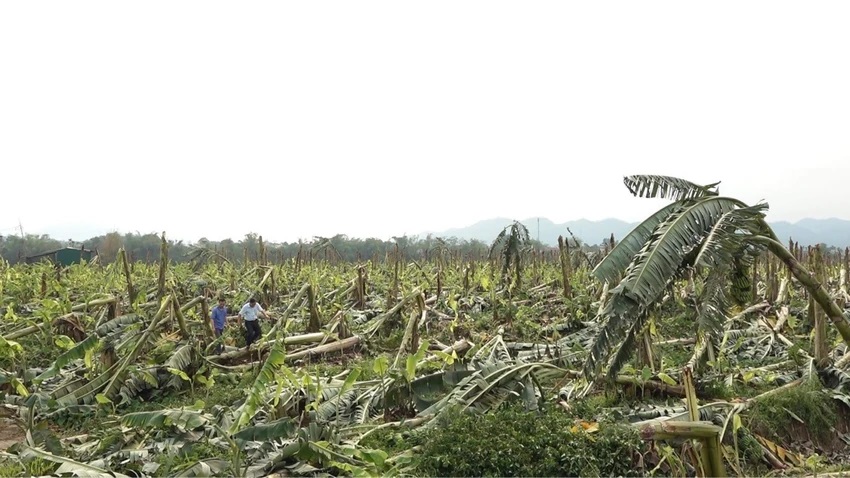 Mưa đá, giông lốc tại nhiều tỉnh phía Bắc